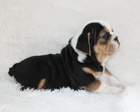 Mabel, a female English Bulldog for sale in Shipshewana, IN – 5 of 10