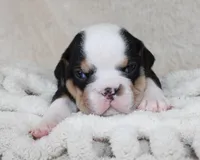 Mabel, a female English Bulldog for sale in Shipshewana, IN – Photo 4 of 7