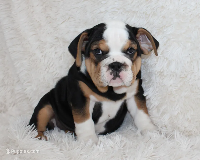 Mabel – English Bulldog puppy for sale in Shipshewana, IN