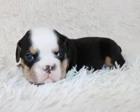Mabel, a female English Bulldog for sale in Shipshewana, IN – Photo 2 of 7