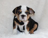 Mabel, a female English Bulldog for sale in Shipshewana, IN – 7 of 10