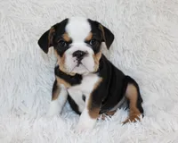 Mabel, a female English Bulldog for sale in Shipshewana, IN – Photo 4 of 8