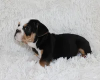 Mabel, a female English Bulldog for sale in Shipshewana, IN – Photo 5 of 8