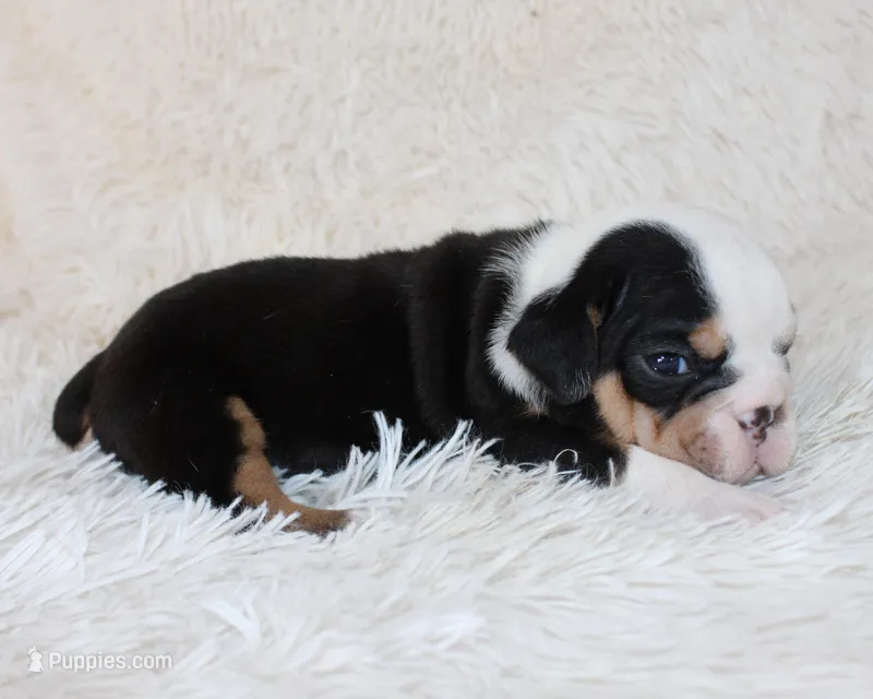Mabel – English Bulldog puppy for sale in Shipshewana, IN