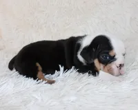 Mabel, a female English Bulldog for sale in Shipshewana, IN – Photo 3 of 7