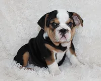 Mabel, a female English Bulldog for sale in Shipshewana, IN – 8 of 10