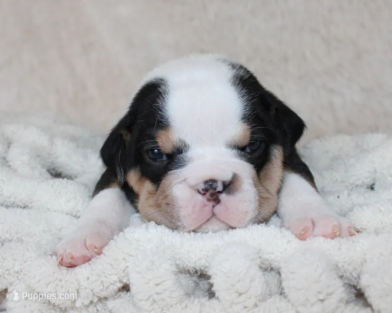 Mabel – English Bulldog puppy for sale in Shipshewana, IN