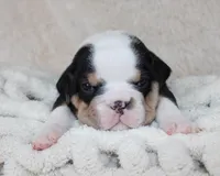 Mabel, a female English Bulldog for sale in Shipshewana, IN – Photo 1 of 7