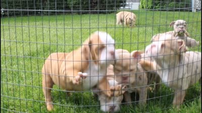 Kallie, a female English Bulldog for sale in Shipshewana, IN – 5 of 10