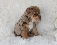 Kyah, a female English Bulldog for sale in Shipshewana, IN – 9 of 10
