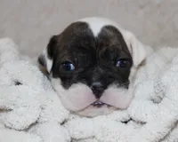 Harry, a male English Bulldog for sale in Shipshewana, IN – 4 of 9