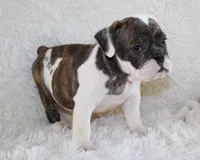 Harry, a male English Bulldog for sale in Shipshewana, IN – 8 of 10