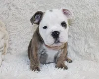 Curry, a male English Bulldog for sale in Shipshewana, IN – 7 of 10