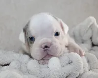 Hayes, a male English Bulldog for sale in Shipshewana, IN – 3 of 8