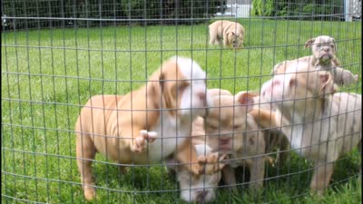Kacy, a female English Bulldog for sale in Shipshewana, IN – 9 of 9