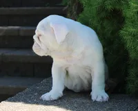 Zoey, a female English Bulldog for sale in Shipshewana, IN – 5 of 10