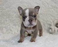 Indi Rose, a female English Bulldog for sale in Shipshewana, IN – 2 of 10