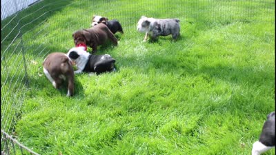 Mabel, a female English Bulldog for sale in Shipshewana, IN – 10 of 10