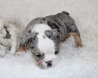 Nora, a female English Bulldog for sale in Shipshewana, IN – Photo 5 of 8