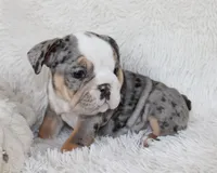Nora, a female English Bulldog for sale in Shipshewana, IN – Photo 7 of 8