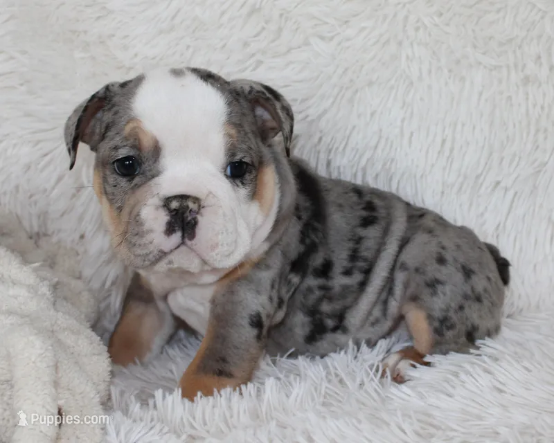 Nora – English Bulldog puppy for sale in Shipshewana, IN