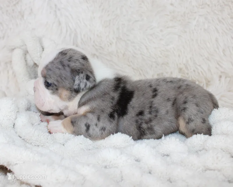 Nora – English Bulldog puppy for sale in Shipshewana, IN