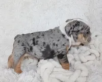 Nora, a female English Bulldog for sale in Shipshewana, IN – Photo 4 of 8