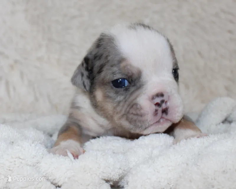 Nora – English Bulldog puppy for sale in Shipshewana, IN