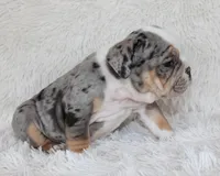 Nora, a female English Bulldog for sale in Shipshewana, IN – Photo 3 of 8