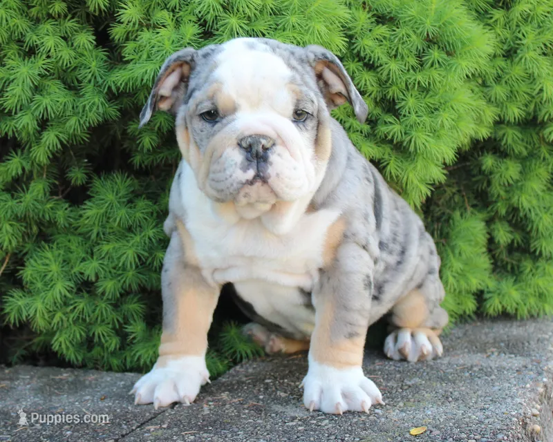 Nora – English Bulldog puppy for sale in Shipshewana, IN