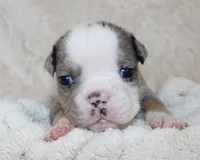 Nora, a female English Bulldog for sale in Shipshewana, IN – Photo 4 of 7