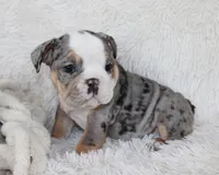 Nora, a female English Bulldog for sale in Shipshewana, IN – Photo 8 of 8