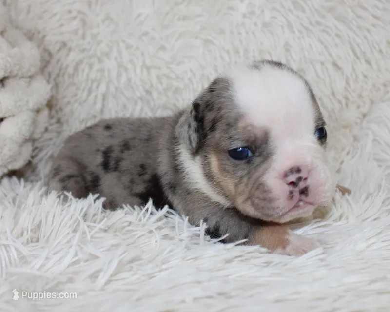 Nora – English Bulldog puppy for sale in Shipshewana, IN