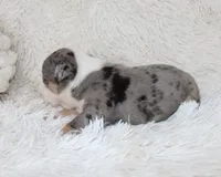 Nora, a female English Bulldog for sale in Shipshewana, IN – Photo 7 of 7