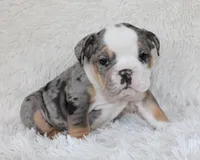 Nora, a female English Bulldog for sale in Shipshewana, IN – Photo 2 of 8