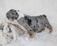 Nora, a female English Bulldog for sale in Shipshewana, IN – Photo 6 of 8
