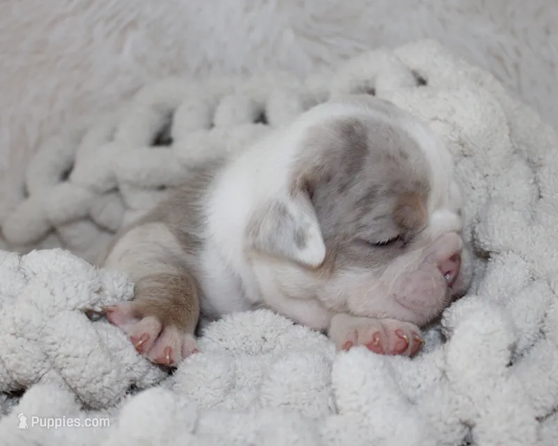 Hattie – English Bulldog puppy for sale in Shipshewana, IN