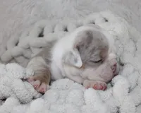 Hattie, a female English Bulldog for sale in Shipshewana, IN – 1 of 10