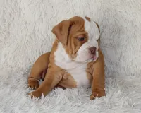 Kallie, a female English Bulldog for sale in Shipshewana, IN – 6 of 10