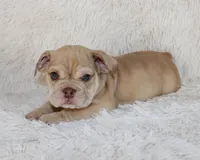 Karis, a female English Bulldog for sale in Shipshewana, IN – 3 of 8