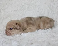 Karis, a female English Bulldog for sale in Shipshewana, IN – Photo 7 of 8