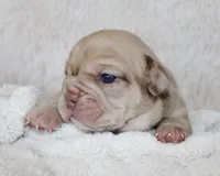 Karis, a female English Bulldog for sale in Shipshewana, IN – Photo 5 of 8