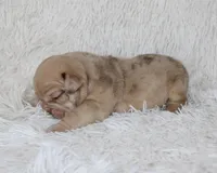 Karis, a female English Bulldog for sale in Shipshewana, IN – Photo 8 of 8