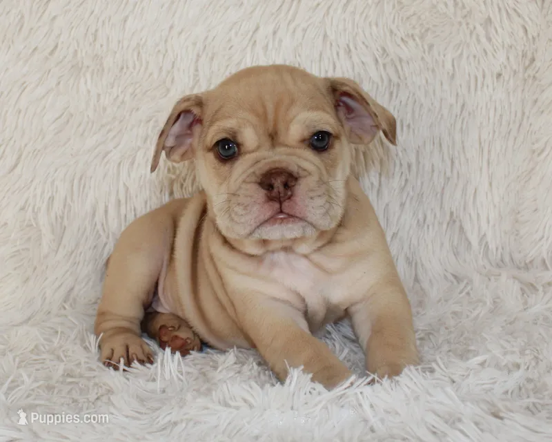 Karis – English Bulldog puppy for sale in Shipshewana, IN