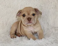 Karis, a female English Bulldog for sale in Shipshewana, IN – 1 of 8