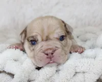 Karis, a female English Bulldog for sale in Shipshewana, IN – Photo 3 of 8