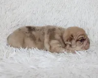 Karis, a female English Bulldog for sale in Shipshewana, IN – Photo 6 of 8