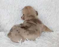 Karis, a female English Bulldog for sale in Shipshewana, IN – Photo 4 of 8