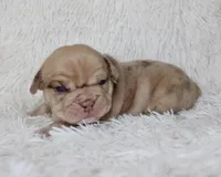 Karis, a female English Bulldog for sale in Shipshewana, IN – Photo 2 of 8