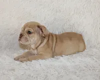 Karis, a female English Bulldog for sale in Shipshewana, IN – 5 of 8